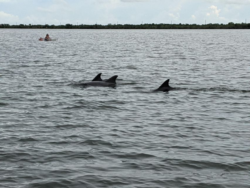 Orlando: Dolphin Clear Kayak or Paddle Board Adventure - Picking the right vessel for your outing