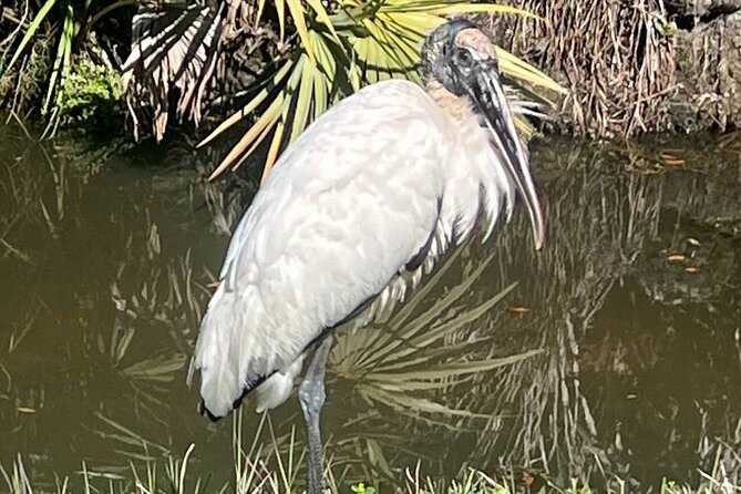 Ormond Beach Manatee and Nature Tour Kayaking or Paddle Boarding - Key points to know before you paddle