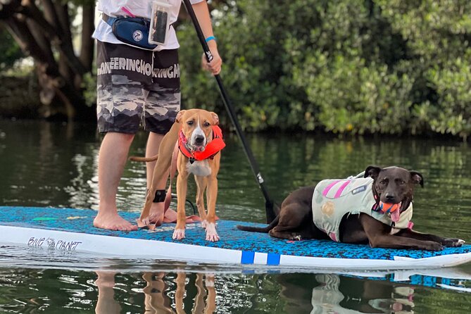 Paddle Board North Shore with Rescue Dogs - Dogs on the boards and photos in the water