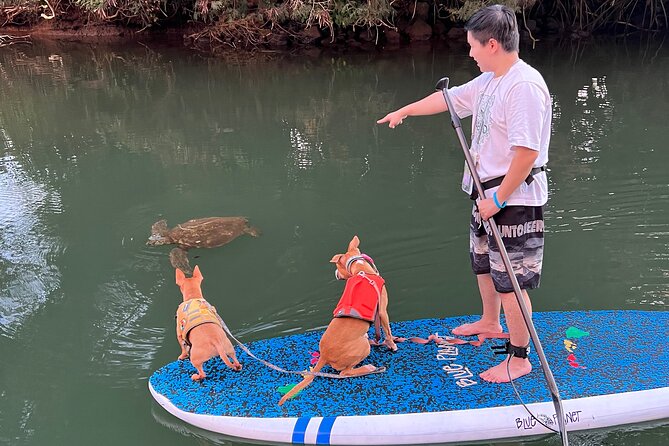 Paddle Board North Shore with Rescue Dogs - Turtles, birds, and the quiet side of the North Shore