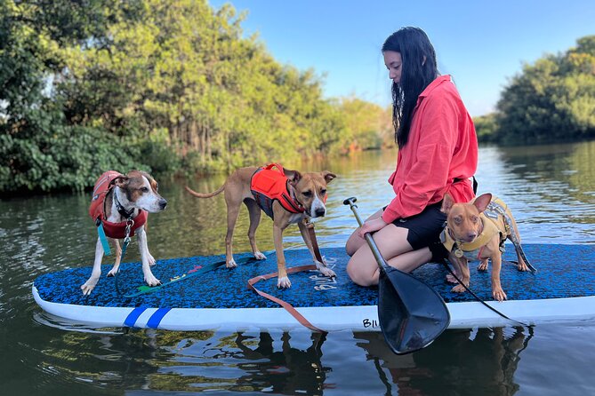 Paddle Board North Shore with Rescue Dogs - Returning to shore after about 90 minutes