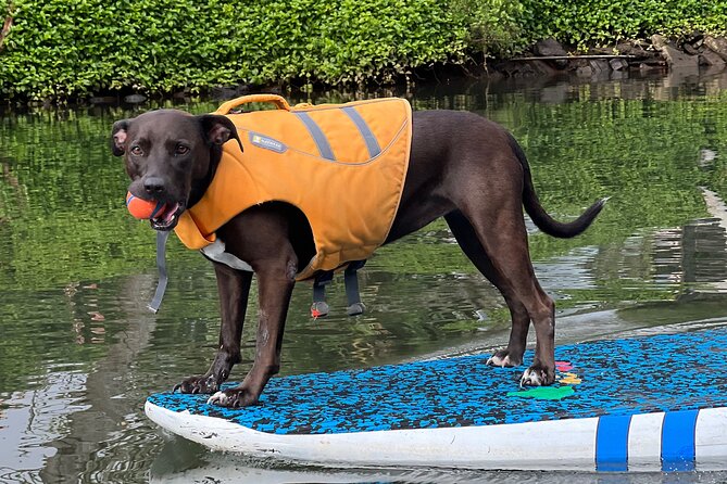 Paddle Board North Shore with Rescue Dogs - Is $150 per person a fair price?