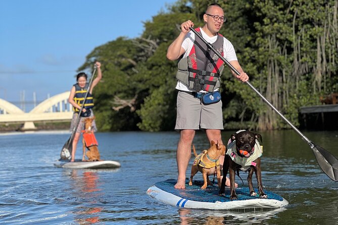 Paddle Board North Shore with Rescue Dogs - Who will enjoy this most?