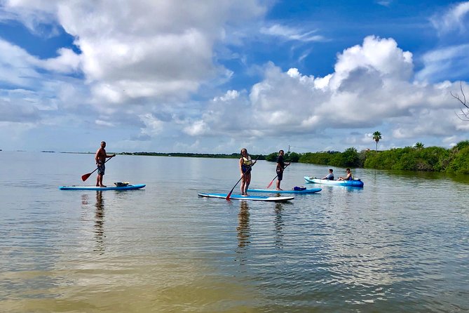 Paddle Board or Kayak Eco Dolphin Manatee Tour - Choosing between a kayak and a paddleboard