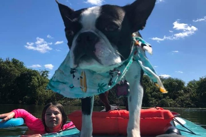 Paddle with Pups in Paradise - Paddleboard or Kayak - Is $65 a Good Value?
