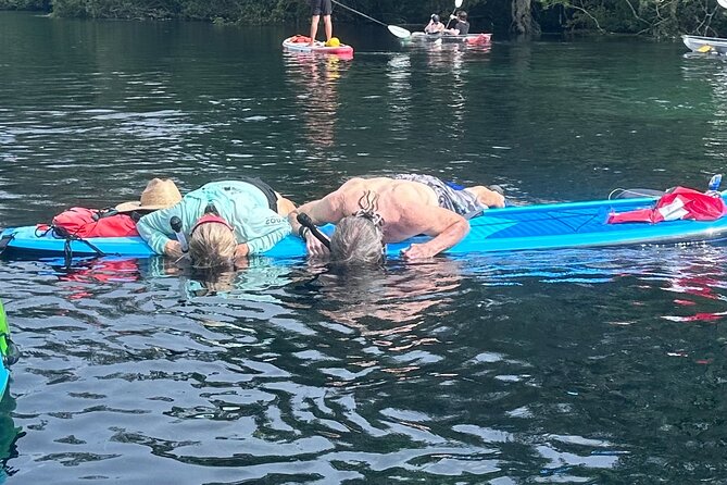 Paddleboard Rental – Three Sisters Springs & Manatee Refuge - Why Three Sisters Springs works so well from a paddleboard