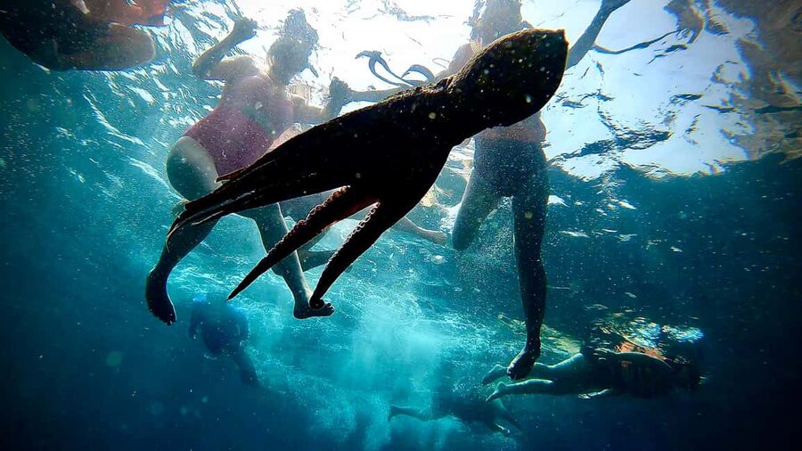 Paddleboard & snorkel tour in Los Arcos - What the $60 price includes