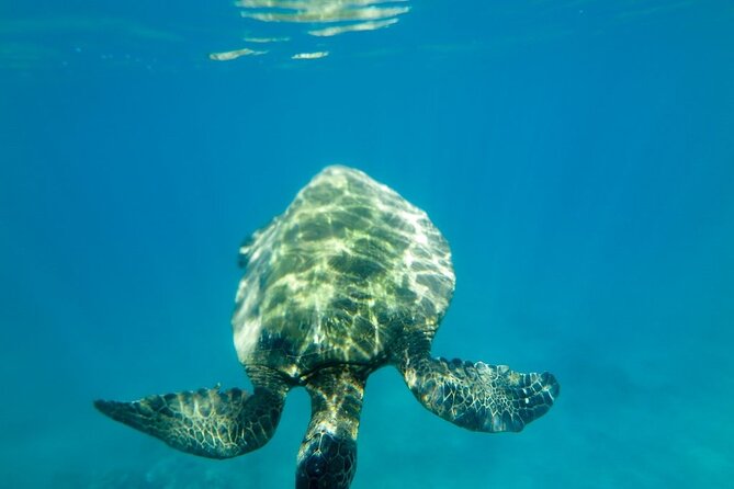 Private Beginner Paddleboard Lesson with Snorkel in Turtle Town - Paddling the Wailea Coastline