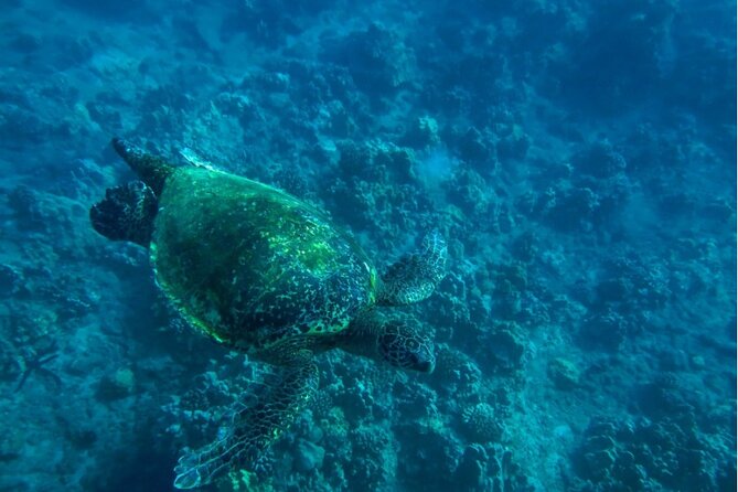Private Beginner Paddleboard Lesson with Snorkel in Turtle Town - Guides, instruction, and optional photographs