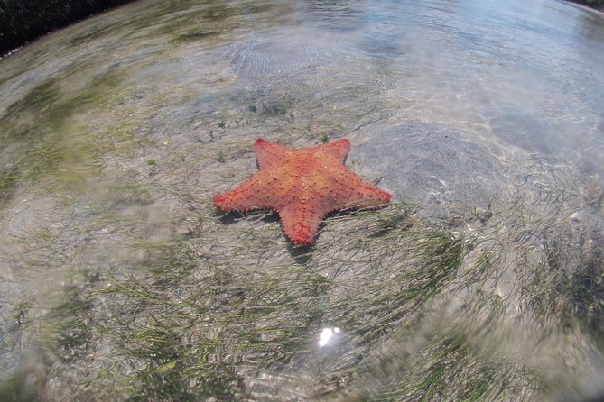 Private Guided Kayak or SUP Eco Adventure - Why Biscayne Bay works so well from the water