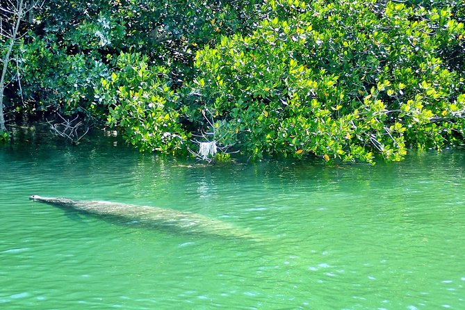 Private Guided Kayak or SUP Eco Adventure - Moving through the mangrove tunnels