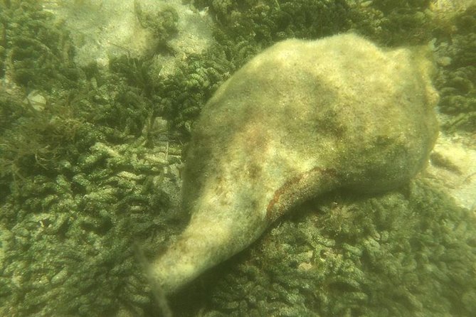 Private Guided Kayak or SUP Eco Adventure - Wildlife watching with a South Florida guide