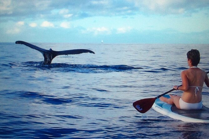 Private Paddleboard (SUP) Whale Watch: All Skill Levels Welcome - A Gentle Lesson for First-Time Paddleboarders