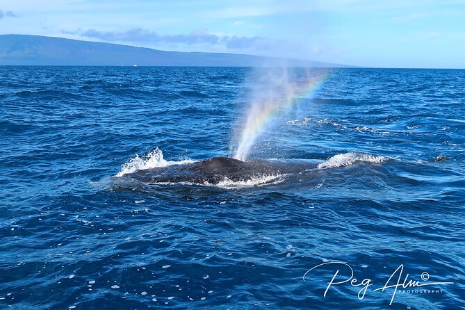 Private Paddleboard (SUP) Whale Watch: All Skill Levels Welcome - Hawaiian History Along the Way