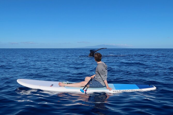 Private Paddleboard (SUP) Whale Watch: All Skill Levels Welcome - Searching for Humpback Whales in the Sanctuary