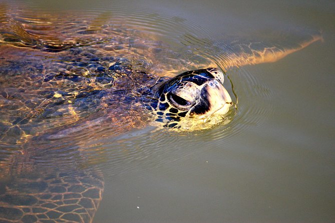 Private Stand up Paddle Lesson and Tour (for 1 or more paddlers) - Anahulu Stream is the calm, scenic reward