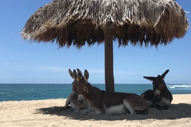 Private Surf Lesson in Baja, East Cape - What happens before you catch a wave