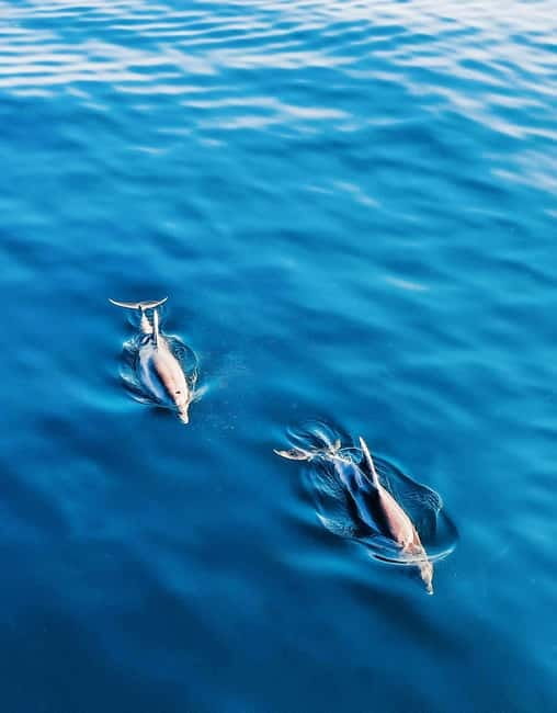 Puerto Banús: Floky Boat Cruise with Snorkeling & Paddle SUP - Who Will Get the Most From This Cruise?