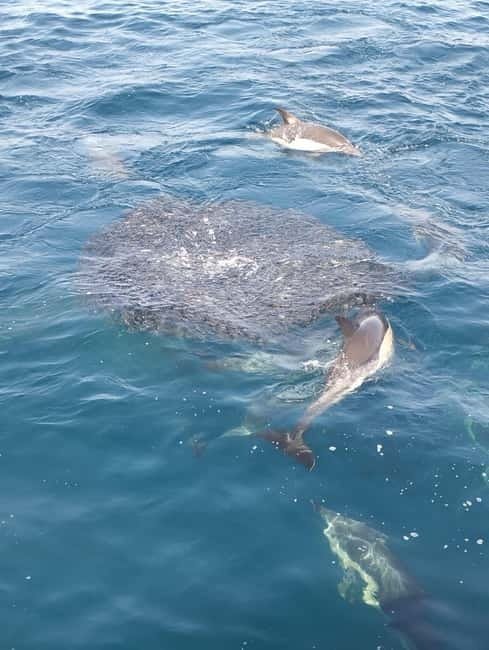 Puerto Banús: Private Cruise with Dolphins & Wakeboard - Leaving Puerto Banús by private boat