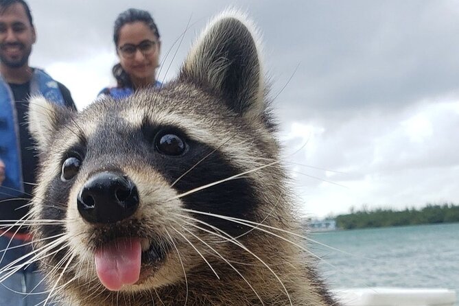 Raccoon Island Exploration on SUP/Kayak - Key things to know before you book