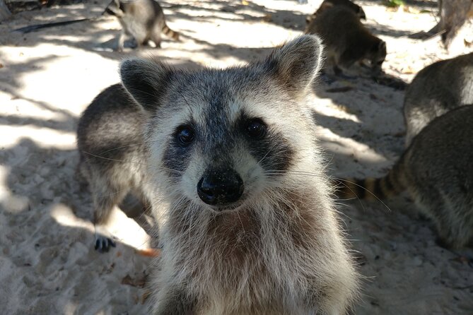 Raccoon Island Exploration on SUP/Kayak - Through the mangroves to Sandspur Island