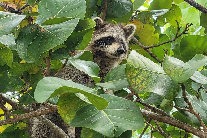 Raccoon Island Exploration on SUP/Kayak - What to bring for a better outing
