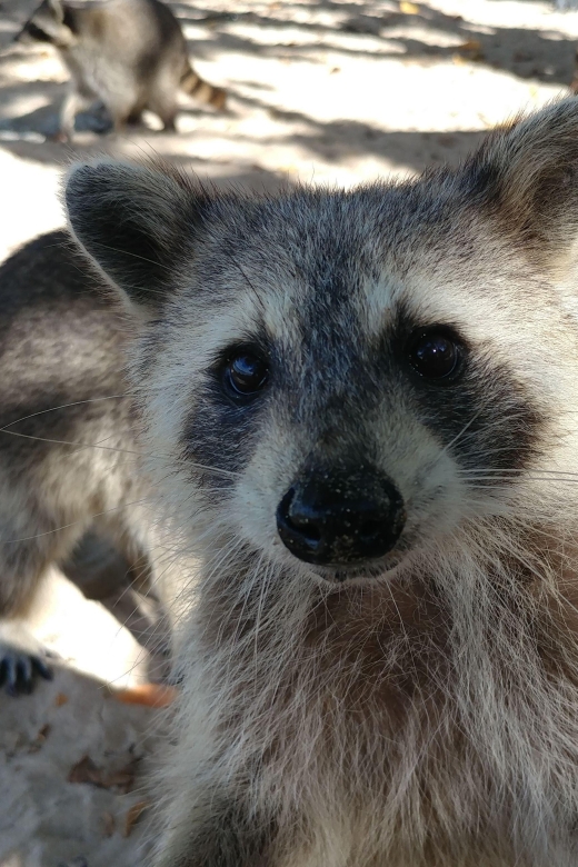 Raccoon Island: Exploration on SUP/Kayak - How the guides shape the experience
