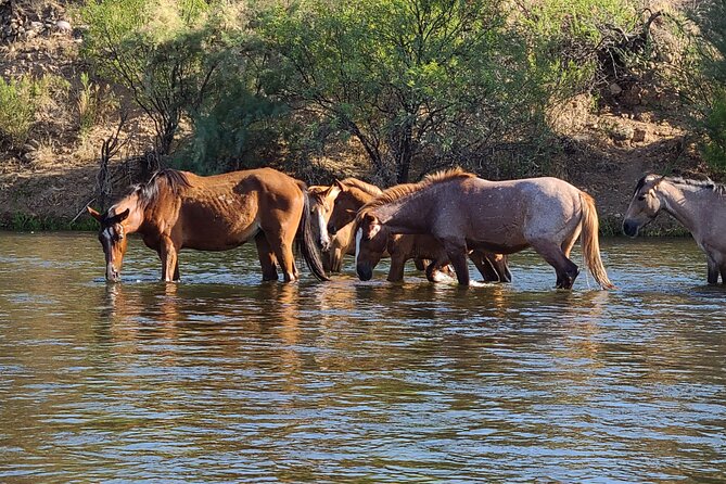 Rent a Paddle Board And Float the Lower Salt River - Getting personal advice instead of a fixed itinerary