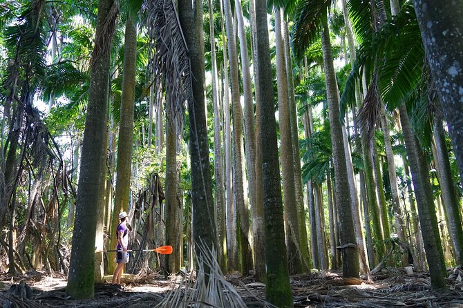 Rental Kayaking or Stand-up Paddle 2H - The optional sea route from Grande-Anse