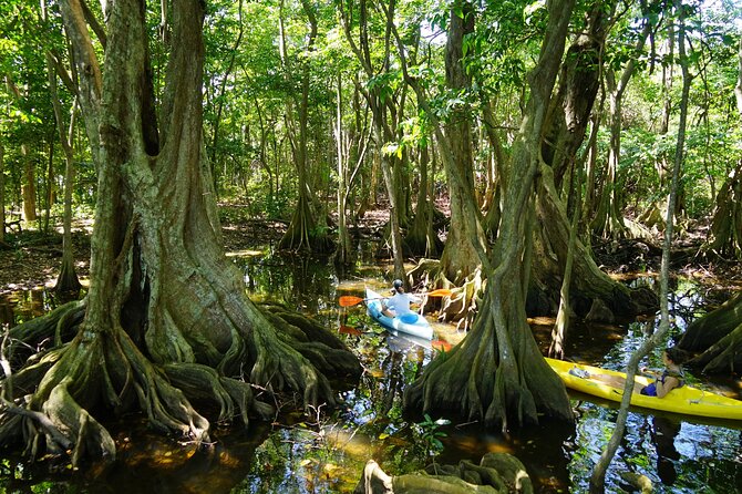 Rental Kayaking or Stand-up Paddle 2H - What Francis adds to a self-guided rental