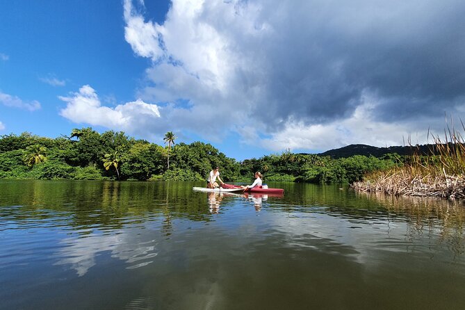 Rental Kayaking or Stand-up Paddle 2H - Mangrove, swamp forest, and palm grove