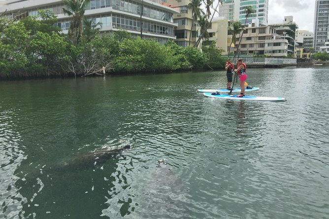 San Juan | Paddleboard | Kayak | Snorkeling | Guided Tours - Commentary, landmarks, and the San Juan Estuary