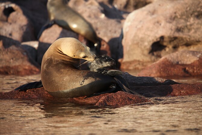 Sea Lions & Mega-Paddleboard Tour in Espiritu Santo - What the $148.37 price includes