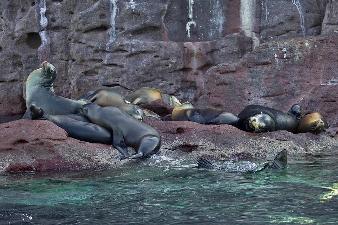 Sea Lions & Mega-Paddleboard Tour in Espiritu Santo - Who should book this Espiritu Santo outing