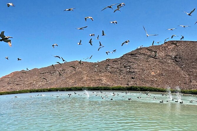 Sea Lions & Mega-Paddleboard Tour in Espiritu Santo - Should you book it?