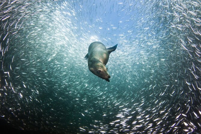 Sea Lions & Mega-Paddleboard Tour in Espiritu Santo - Snorkeling with the colony and coral below