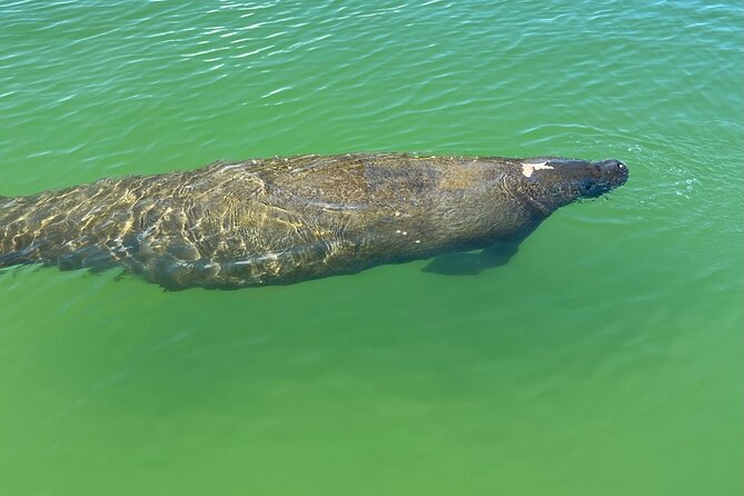 Self Guided Standup Paddle Board EcoTour -Bonita Springs - Calm Inlets Make the Paddling Manageable