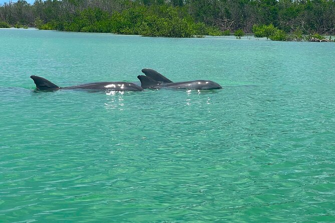 Self Guided Standup Paddle Board EcoTour -Bonita Springs - Who Should Book This Paddle?