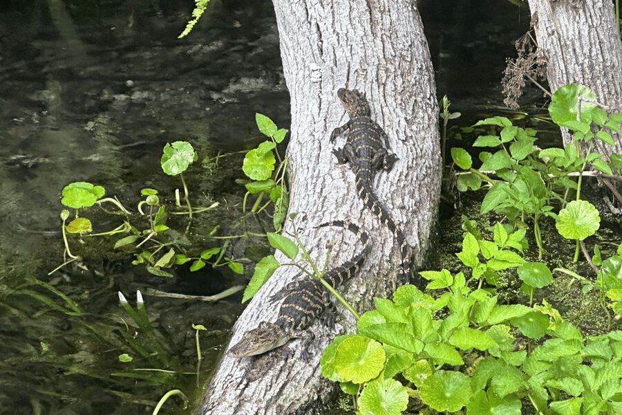 Silver Springs: Guided Clear Kayak or Paddleboard Gator Tour - Key points to know before you paddle