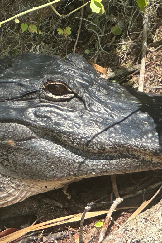 Silver Springs: Guided Clear Kayak or Paddleboard Gator Tour - Who should book this paddle