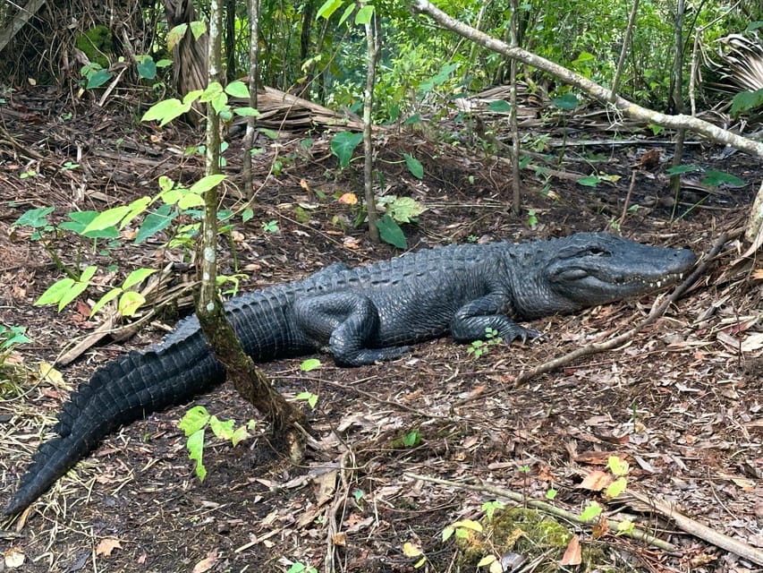 Silver Springs: Guided Clear Kayak or Paddleboard Gator Tour - Clear water, fish, turtles, and the changing river view