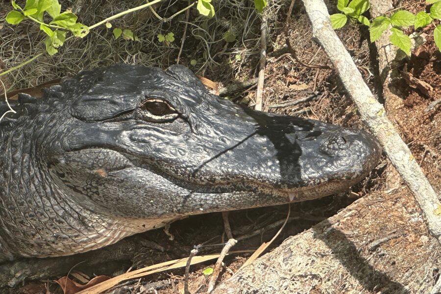 Silver Springs: Guided Clear Kayak or Paddleboard Gator Tour - Alligators and wildlife without a zoo fence
