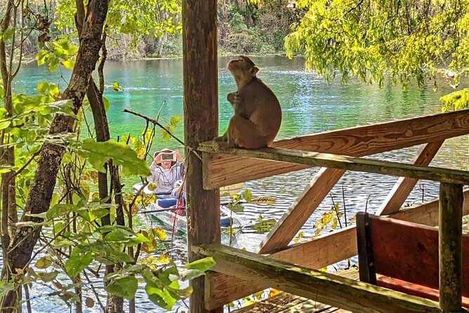 Silver Springs Jungle Kayaking and Paddleboarding - Key points to know before you paddle