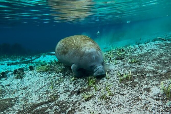 Silver Springs Jungle Kayaking and Paddleboarding - Wildlife worth watching for