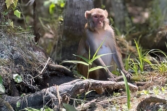 Silver Springs Jungle Kayaking and Paddleboarding - When to go and how to plan the day