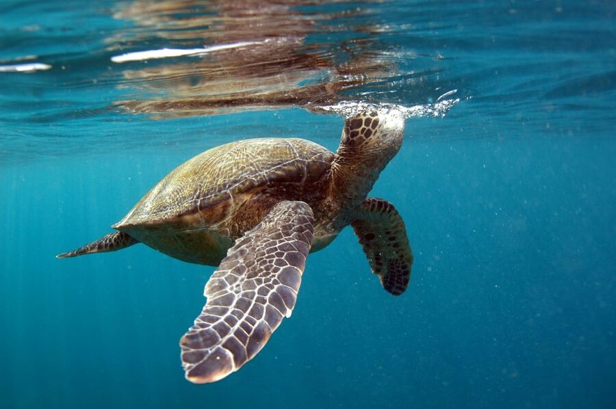 South Maui: Makena Bay Stand-Up Paddle Tour - Following a route shaped around your interests