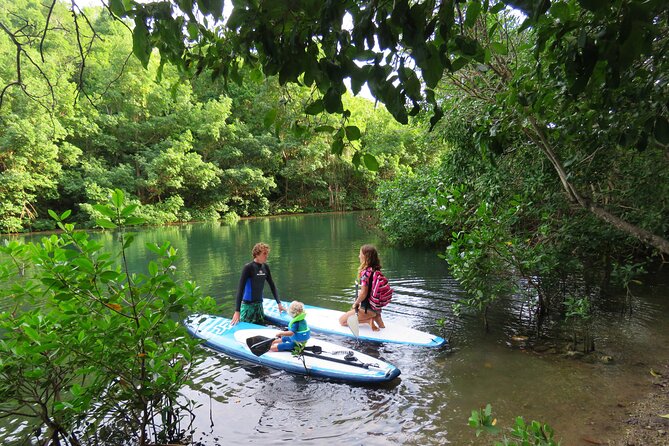Stand Up Paddle Adventure in Guadeloupe - From Sainte-Anne’s Mangroves to the Open Sea