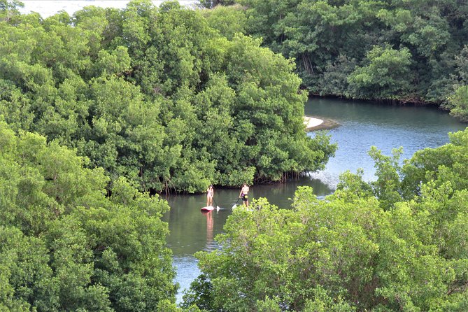 Stand Up Paddle Adventure in Guadeloupe - Learning the Basics in Calm Mangrove Water