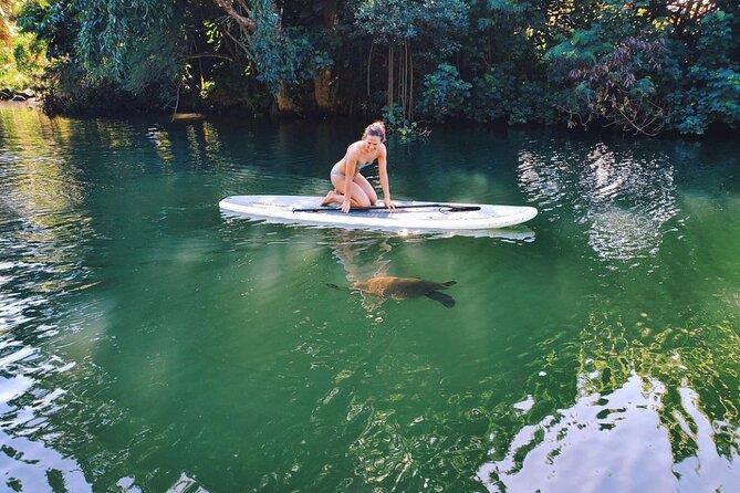 Stand Up Paddle Nature and Turtle tour-Guaranteed to see turtles - Watching green sea turtles along the riverbanks
