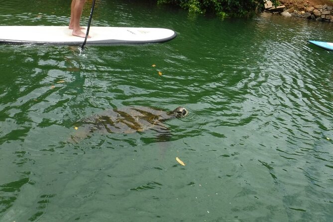 Stand Up Paddle Nature and Turtle tour-Guaranteed to see turtles - What the 90-minute itinerary feels like